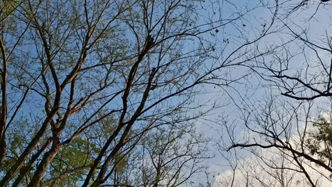 Dry Tree Branches Against Blue Sky in a Public Park Stock Footage 323345982