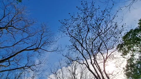 Dry Tree Branches Against Blue Sky in a Public Park Stock Footage 323345991