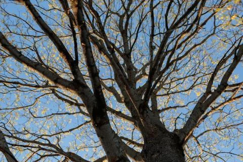 Dry tree branches against the sky Stock Photos