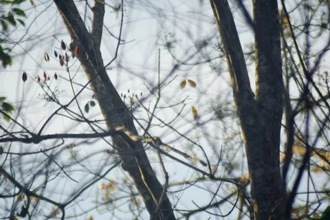 Dry Tree Branches Against Sky Stock Photos