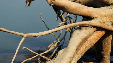 Dry tree branches along calm river water Stock Footage 327179761