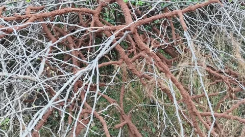Dry Tree Branches and Roots in Natural Pattern Stock Footage 327982318