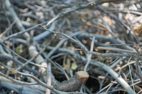 Dry tree branches and twigs pile in selective focus Stock-Fotos