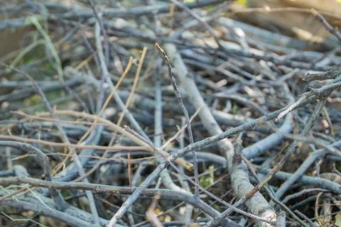 Dry tree branches and twigs pile in selective focus Stock-Fotos