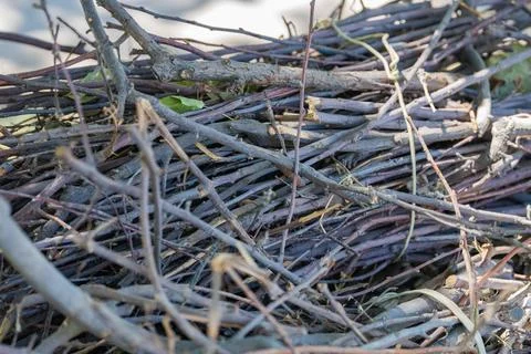 Dry tree branches and twigs pile in selective focus Foto stock