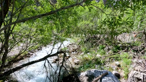 Dry tree branches and water flowing underneath Stock Footage 199470922