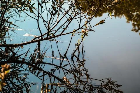 Dry tree branches are reflected in the clear water pond Stock Photos