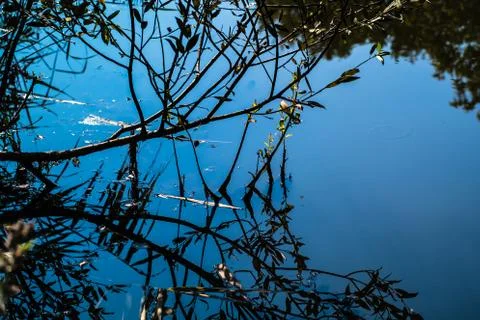 Dry tree branches are reflected in the clear water pond Stock-Fotos
