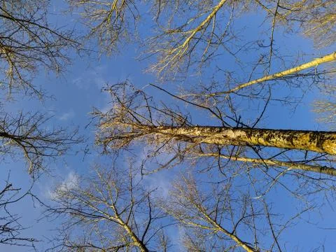 Dry tree branches on a background of blue sky in autumn in a daytime bottom u Stock Photos