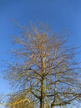 Dry tree branches on a background of blue sky in autumn in a daytime Stock Photos