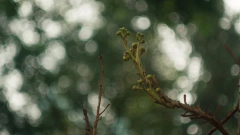 Dry tree branches, behind is bubble bokeh. Handheld shot Stock Footage 269899903