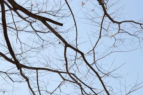 Dry tree branches on blue sky background, close-up of photo Stock Photos