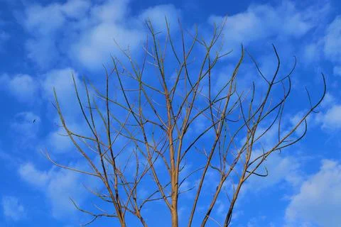 Dry tree branches with blue sky background Stock Photos