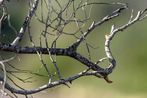Dry tree branches with blurred background without tecture Stock Photos