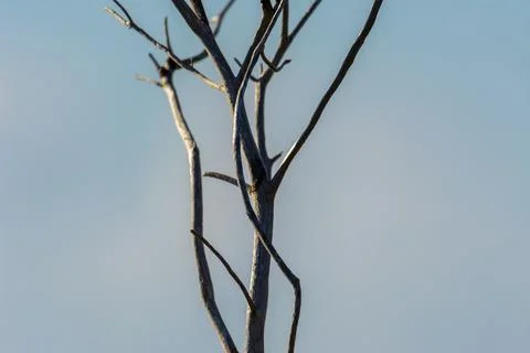 Dry tree branches with blurred background without tecture Stock Photos