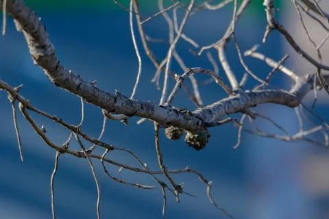 Dry tree branches with blurred background without tecture Stock Photos