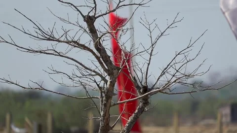 Dry tree branches with blurred red flag in background Stock Footage 331276902