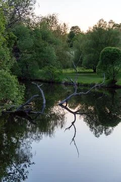 Dry tree branches in calm river water reflecting evening sky and green trees  Foto stock