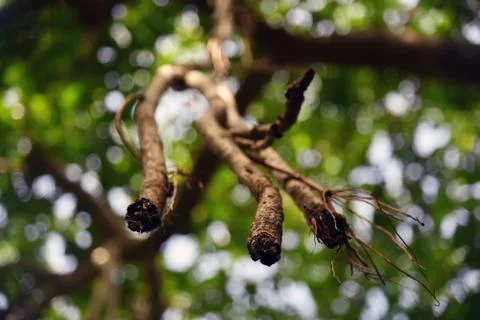 Dry tree branches close up with sharp focus and blurred tree background . 写真素材