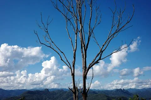 Dry tree branches with cloudy sky in tropical rainforest. Stock Photos