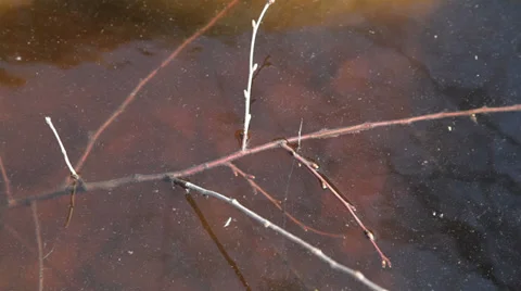Dry tree branches in dirty water Stock Footage 36178772