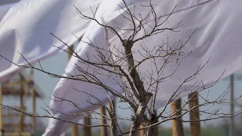 Dry tree branches with flowing white fabric in background Stock Footage 331276936