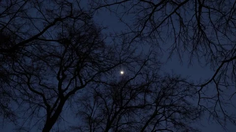 Dry tree branches with full moon on black sky background.  Stock-Footage 303819850