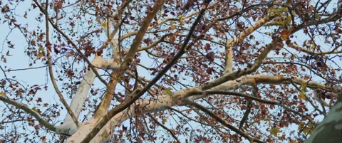 Dry tree branches with golden leaves Stock Footage 151395608