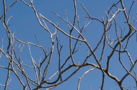 Dry tree branches, leafless, and blue sky without clouds Foto stock