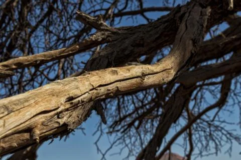 Dry tree branches in the Namibia desert. Sossusvlei. Stock Photos