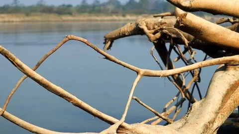 Dry tree branches over calm river water in natural setting Stock Footage 327179792