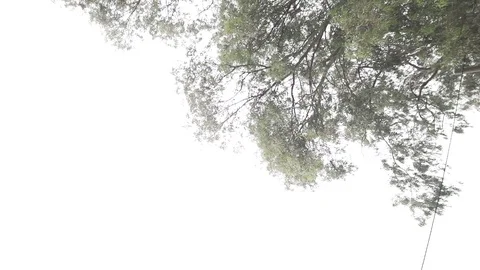 Dry Tree Branches Over A White summer Sky Daytime overexposed Stock Footage 97596012