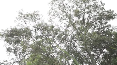 Dry Tree Branches Over A White summer Sky Daytime overexposed Stock Footage 97596280