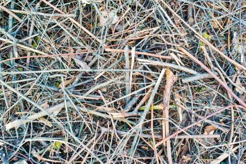 Dry tree branches Stock Photos