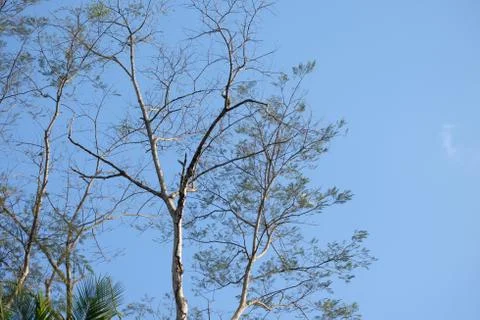 Dry tree branches Foto stock