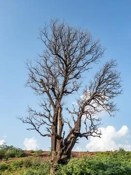 Dry Tree Branches Reaching into Clear Blue Sky in Outdoor Landscape Stock Photos