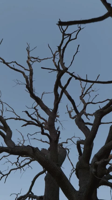 Dry Tree Branches Reaching Toward Blue Sky – Vertical Eerie Atmosphere Shot 스톡 동영상 321647566