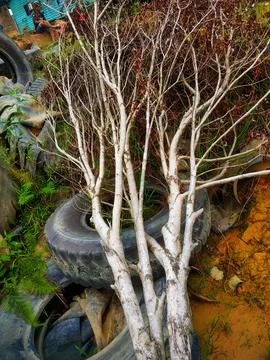 Dry tree branches with red-brown leaves and white branches Stock Photos