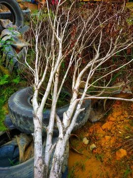Dry tree branches with red-brown leaves and white branches Stock Photos