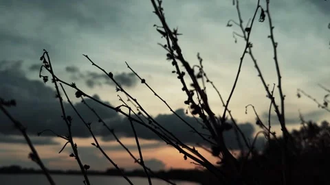 Dry tree branches silhouette during colorful dramatic sunset.video Stock Footage 345542634