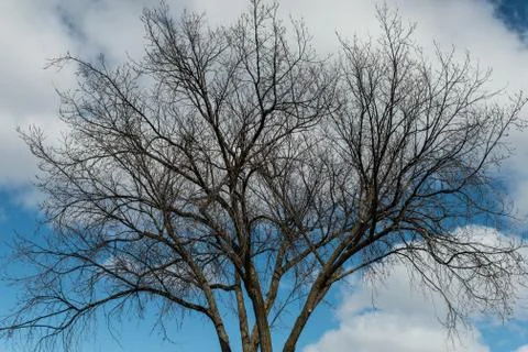 Dry tree branches with sky background Stock Photos