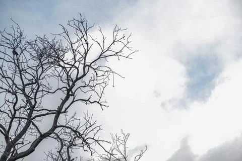 Dry tree branches with sky Stock Photos