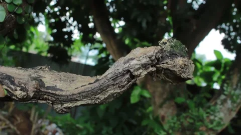 Dry tree branches like snakes Stock Footage 197645046