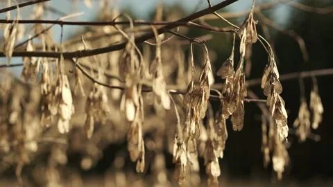 Dry tree branches in sunlight 스톡 동영상 237057549