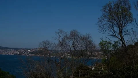 Dry Tree Branches Swaying in Wind with Wavy Sea and Cityscape Background Stock Footage 303868204