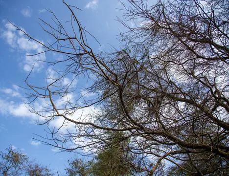 The dry tree branches under the cloudy sky Stock Photos