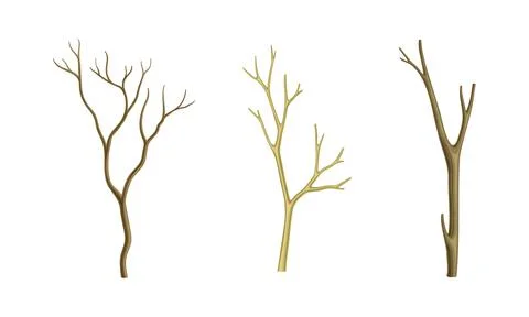 Dry tree branches without leaves set vector illustration Stock Illustration