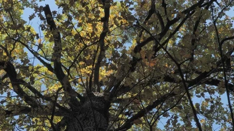 Dry tree branches with yellow and orange leaves in autumn Stock Footage 163767163