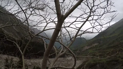 A dry tree in a canyon 動画素材 54579735