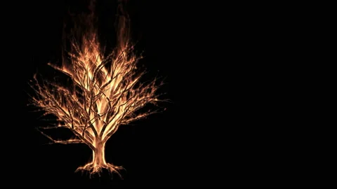 A dry tree catches fire and burns by itself. Stock Footage 155609287